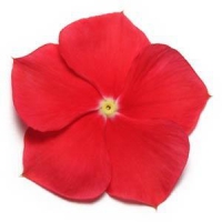 Pacifica XP Really Red Vinca